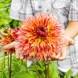 Fimbriata Dahlia Myrtle's Folly