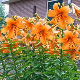 Giant Hybrid Lily Orange Space