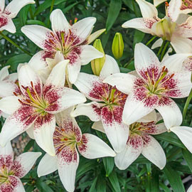 Asiatic Lily Tribal Kiss