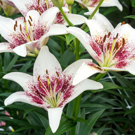 Asiatic Lily Tribal Kiss