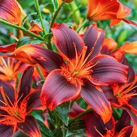 Asiatic Lily Forever Susan