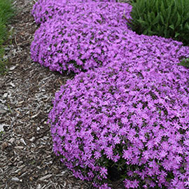 Ground Cover Phlox Bedazzled Pink