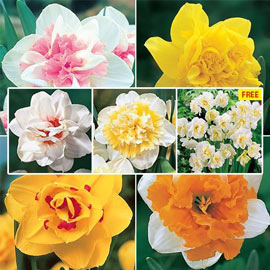 Select Double Daffodil Collection