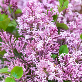 Miss Kim Lilac Hedge