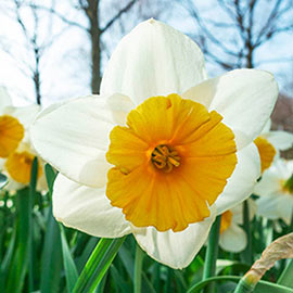 Large Cupped Daffodil Fragrant Breeze