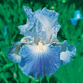 Reblooming German Iris Clarence