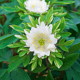 Bracteata Pleniflora Wood Anemone
