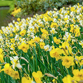 Mixed Daffodils for Naturalizing in growers bag