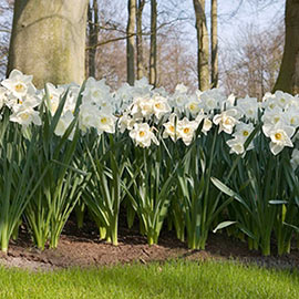 Giant White Daffodils for Naturalizing in growers bag