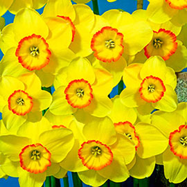 Large Cupped Daffodil Pacific Rim