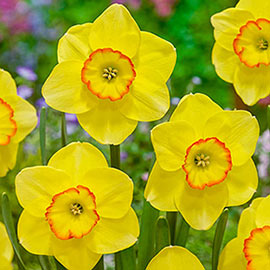 Large Cupped Daffodil Pacific Rim