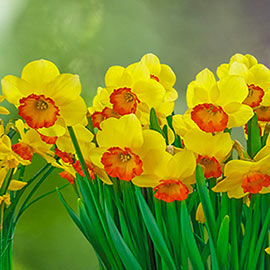 Small Cupped Daffodil Bantam