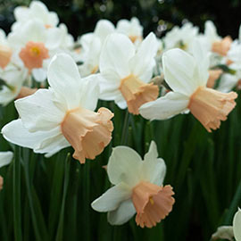Cyclamineus Daffodil Iwona