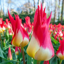Fosteriana Tulip Flames Mystery
