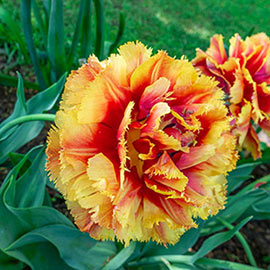 Double Fringed Tulip Dutch Pioneer