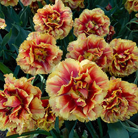 Double Fringed Tulip Dutch Pioneer