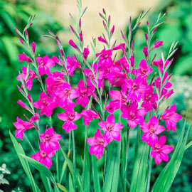 Byzantine Gladiolus