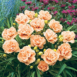 Reblooming Double Daylily Siloam Peony Display