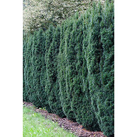 Yew Upright Hicksi Hedge