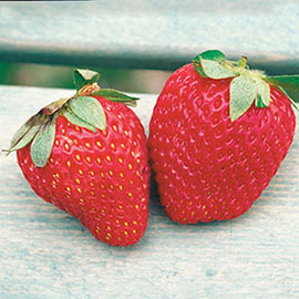 Ozark Beauty Strawberries