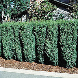 Privacy Hedges