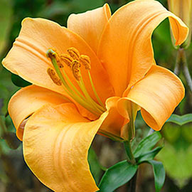 Giant Hybrid Lily Orange Planet