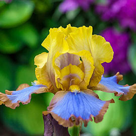 Brown Lasso German Iris