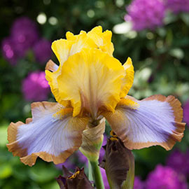 Brown Lasso German Iris
