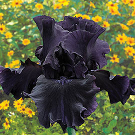 German Iris Blackwater