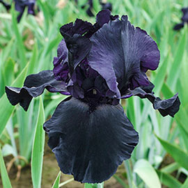 German Iris Blackwater