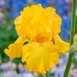 Reblooming German Iris Pure as Gold