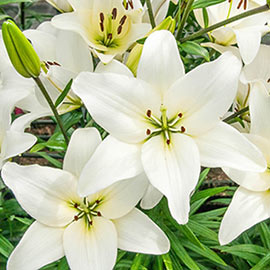 Asiatic Lily Kent