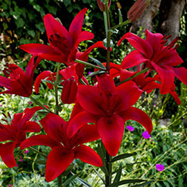 Asiatic Lily Red County