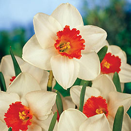 Large Cupped Daffodil Cool Flame