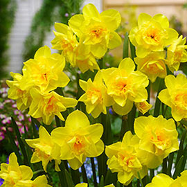Jonquilla Daffodil Golden Delicious