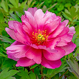 Itoh Peony Pink Double Dandy