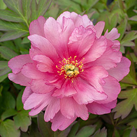 Itoh Peony Pink Double Dandy