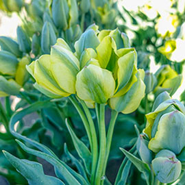 Multi-Flowering Viridiflora Tulip Serene Green