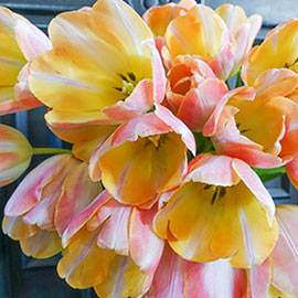 Darwin Hybrid Tulip Cool Pink Lemonade
