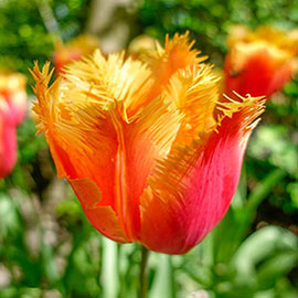 Fringed Tulip Lambada