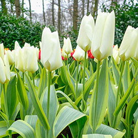 Emperor Tulip Purissima Design