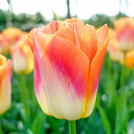 Triumph Tulip Sunrise Dynasty