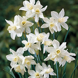 Multi-Flowering Dwarf Daffodil Toto (aka The white Tete-a-Tete Daffodil)