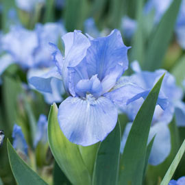 Forever Blue Dwarf Bearded Iris