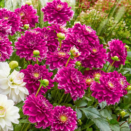 Border Decorative Dahlia Go Go Purple