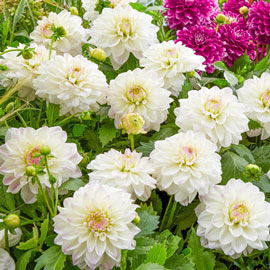 Border Decorative Dahlia Go Go White