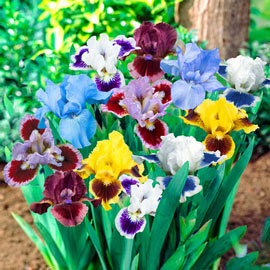 Dwarf German Iris Mix