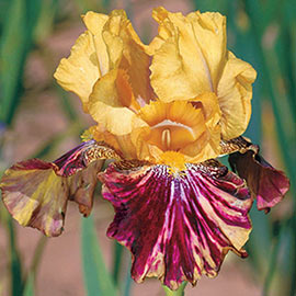 Reblooming German Iris Ziggy