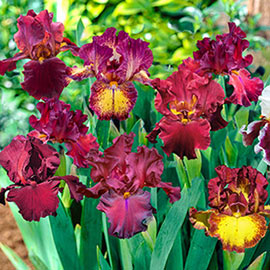 Red German Iris Mix