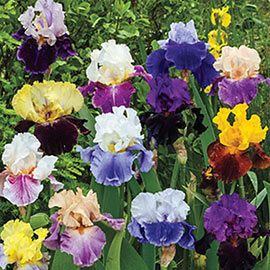 Two-Tone German Iris Mix